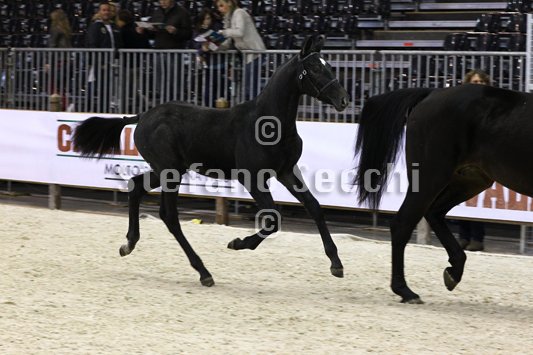 BELLY DANCER_MILANO_2010_SS3_7864.jpg